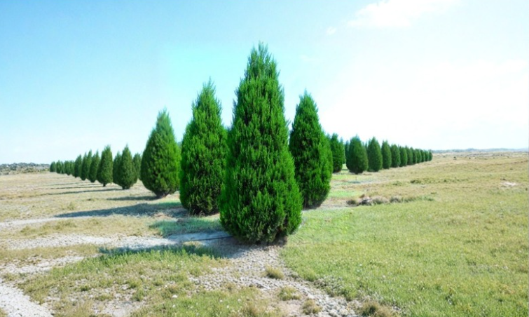 20 Eastern Red Cedar Cuttings - Juniperus Virginiana - 6-8 Inch Evergreen Stems for Rooting - Ideal for Landscape Planting