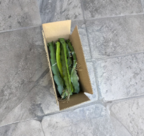 Dragon Fruit Cuttings 8–12 Inch Pitaya Cactus Plant Unrooted for Propagation - Hylocereus spp.