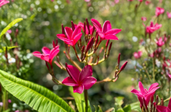 Pink Plumeria Cutting 6 to 8 Inch - Hawaiian Tropical Frangipani Plant (Plumeria rubra)