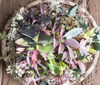 Unrooted Cuttings Set of 10 - Purple Queen Fuzzy Purple Heart Tradescantia Pallida - Trailing Houseplant