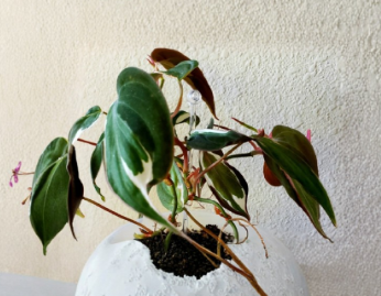 Rooted Philodendron Micans Halo Variegated Cutting - Live Aroid Houseplant - Ideal for Indoor Gardening, Home Décor