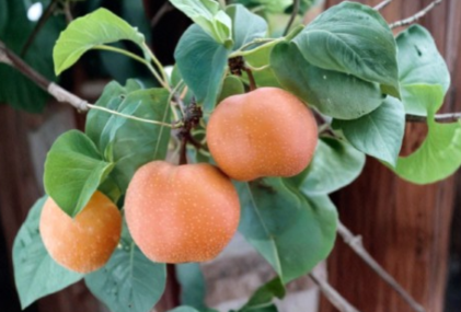 Chojuro Asian Pear Scionwood - 5 Fresh Green Scions for Tree Grafting - Pyrus pyrifolia