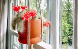 Monkey Tail Cactus Cutting 8 Inch Cleistocactus Colademononis Trailing Succulent Stem