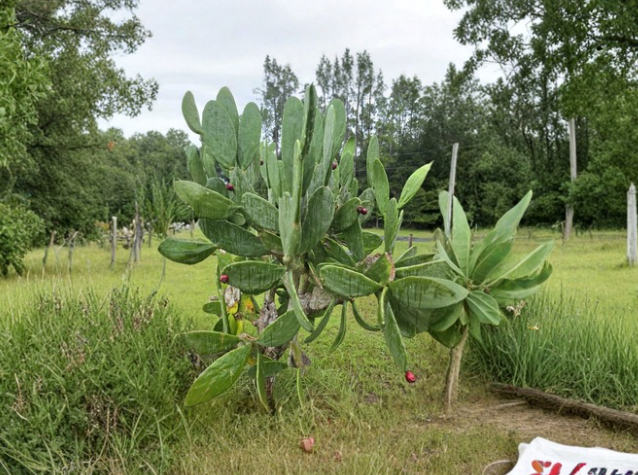 Spineless Prickly Pear Cactus Pads - 3 Thornless Segments for Propagation - Opuntia Ficus Indica Live Plant
