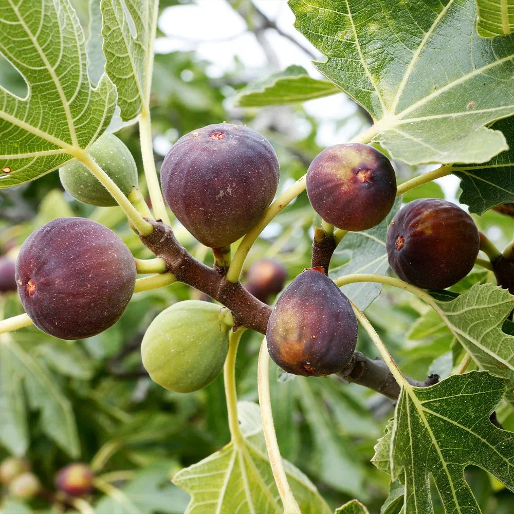 Blue Celeste Fig Tree Cuttings - Unrooted Scion Wood - Ficus carica - Rare Sweet Bluish-Purple Fig Variety for Propagation