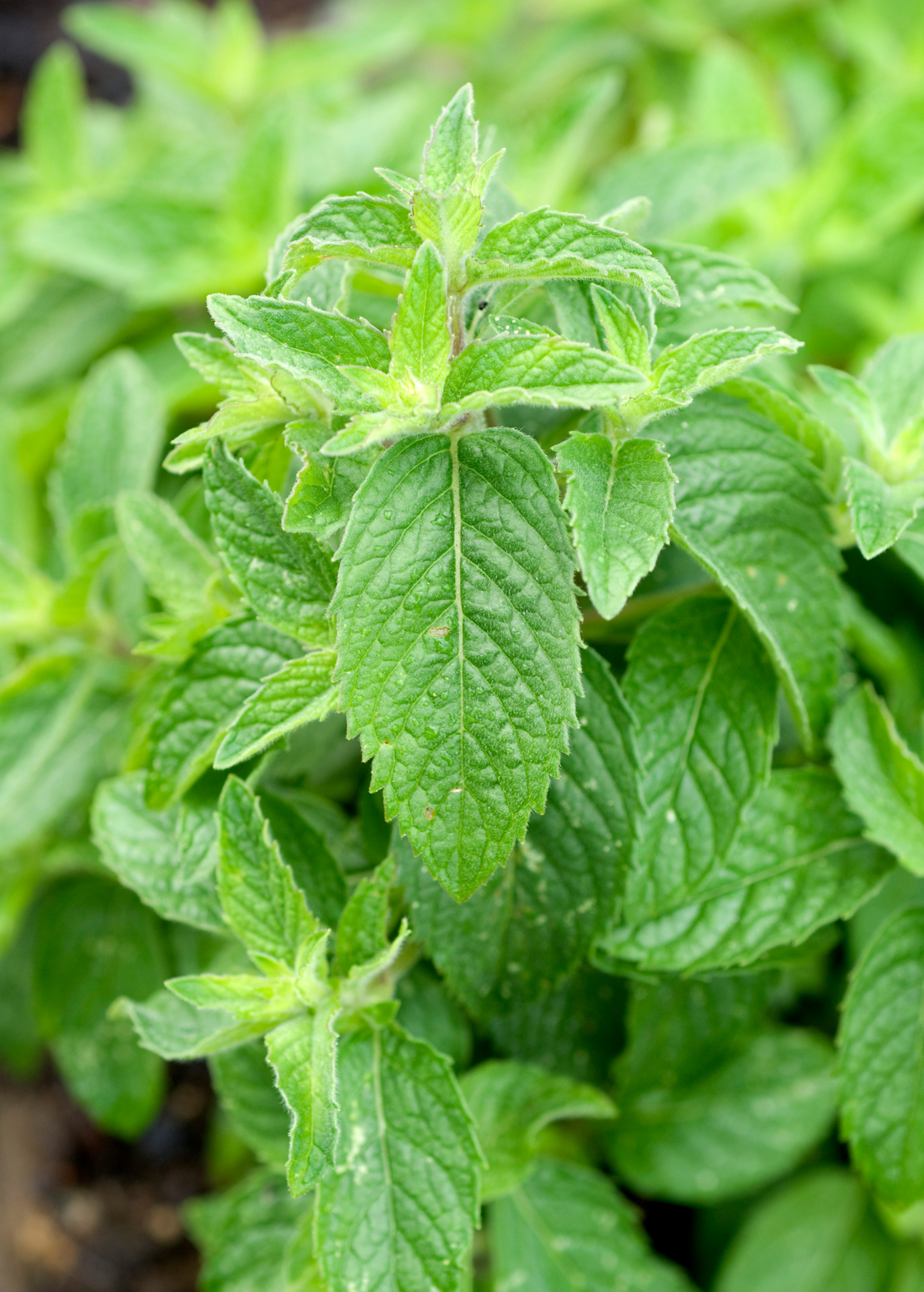 Chinese Mint Plant - Bo-He - Cooling Herbal Mint for Teas and Remedies - Mentha haplocalyx
