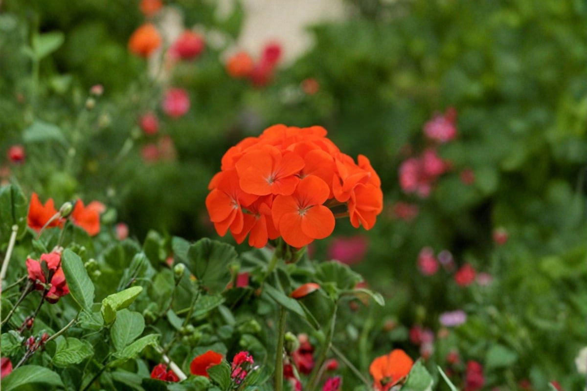 Zonal Geranium Cuttings - 5 Fresh Pelargonium × hortorum - Orange-Red Flowering Plant for Containers and Gardens