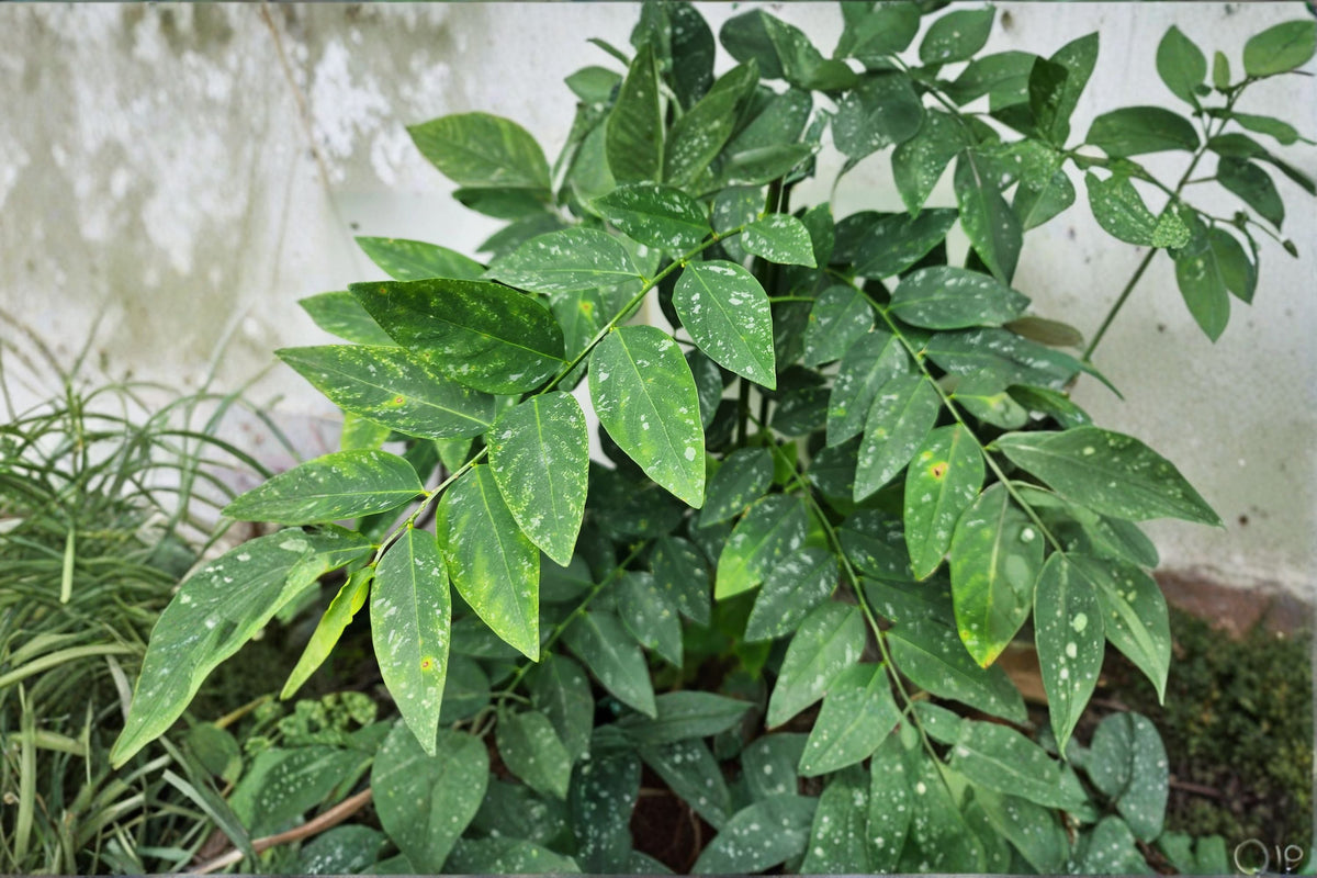 Katuk Cuttings 8-Pack - Edible Tropical Shrub - Sauropus androgynus - 5 Inch Propagation Cuttings for Warm Climates
