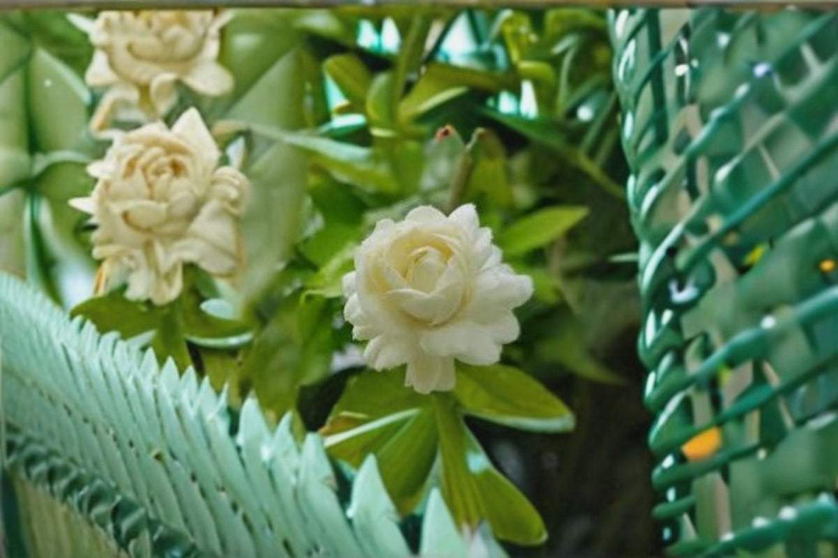 Grand Duke Jasmine Cuttings - 3 Fresh Unrooted Cuttings - Jasminum sambac - Fragrant White Flowers - Tropical Flowering Shrub