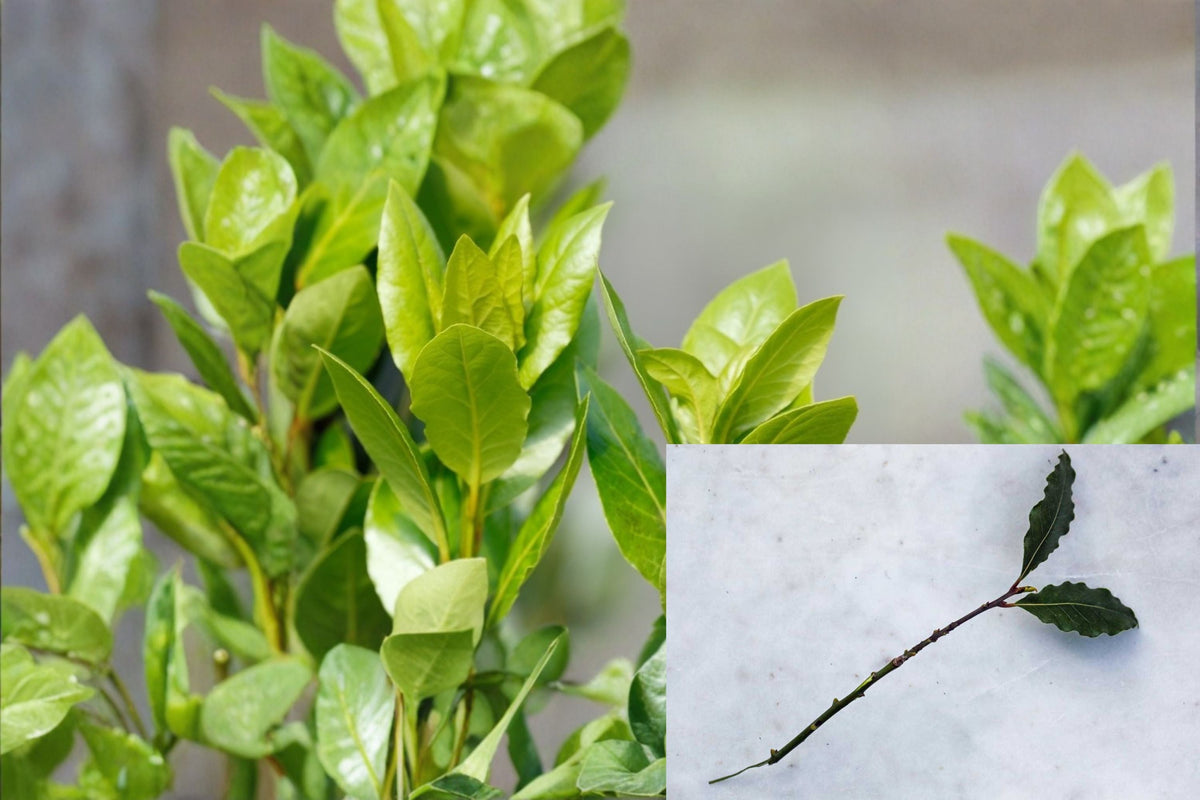 Bay Laurel Cuttings 5-Pack - Laurus nobilis - Aromatic Culinary Herb for Gardening and Container Growing