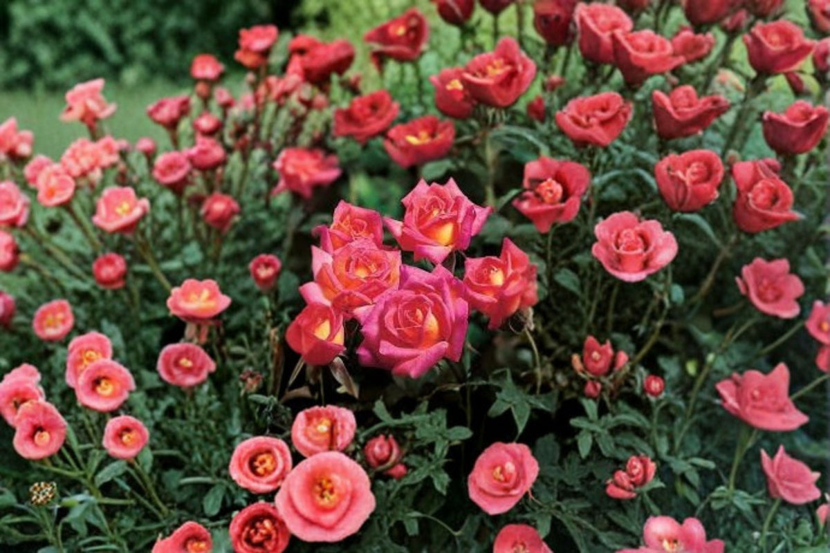 Hot Tamale Miniature Rose Plant - 4 Inch Pot - Multicolor Pink, Yellow, Orange Blooms - Rosa spp. 'Hot Tamale'