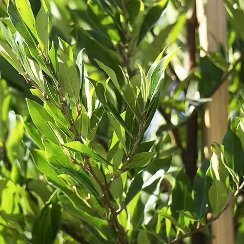 20 Cherry Laurel Cuttings | Fresh Unrooted Starts | Organic Prunus laurocerasus | Fast-Growing Privacy Hedge Plant