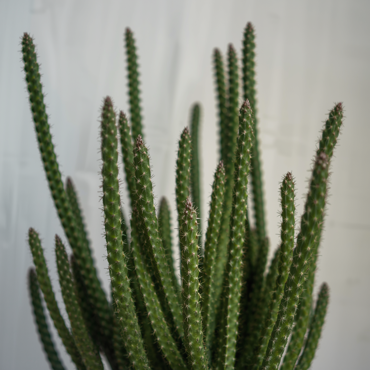 Euphorbia Tirucalli Cuttings - 10 Fire Stick Pencil Cactus Cuttings - 5 Inch Easy Grow Succulent - Perfect for Propagation