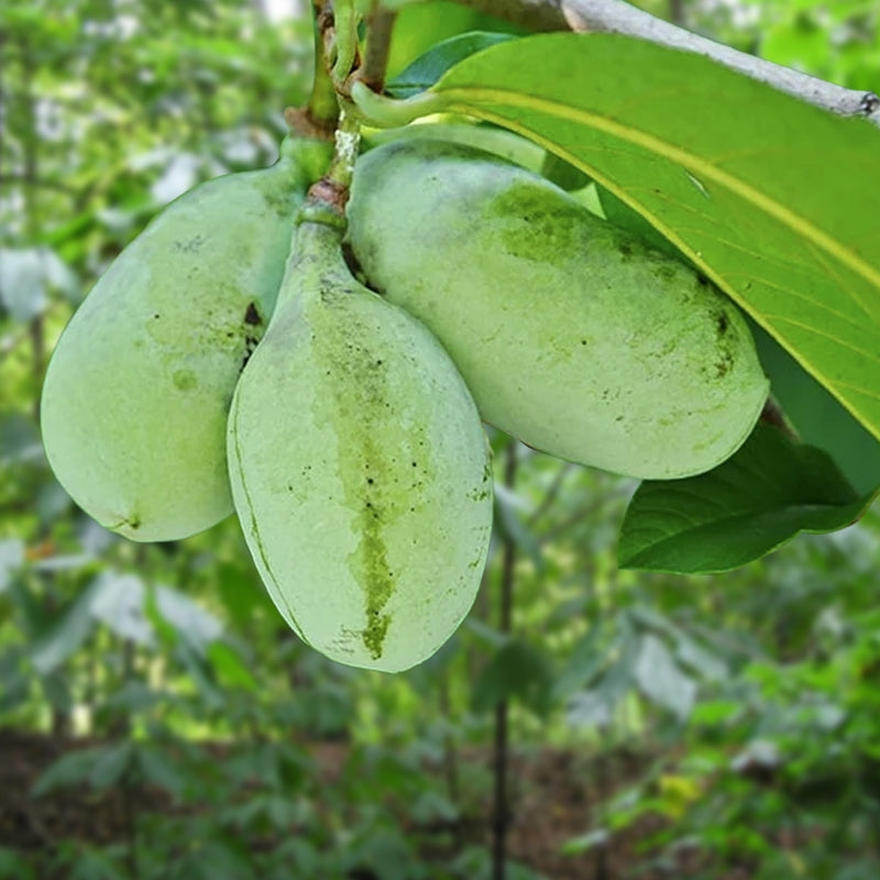 Live Pawpaw Tree 1-2 Ft Bareroot | Asimina triloba | Rare Native Fruit | Tropical Flavor | Pollinator-Friendly