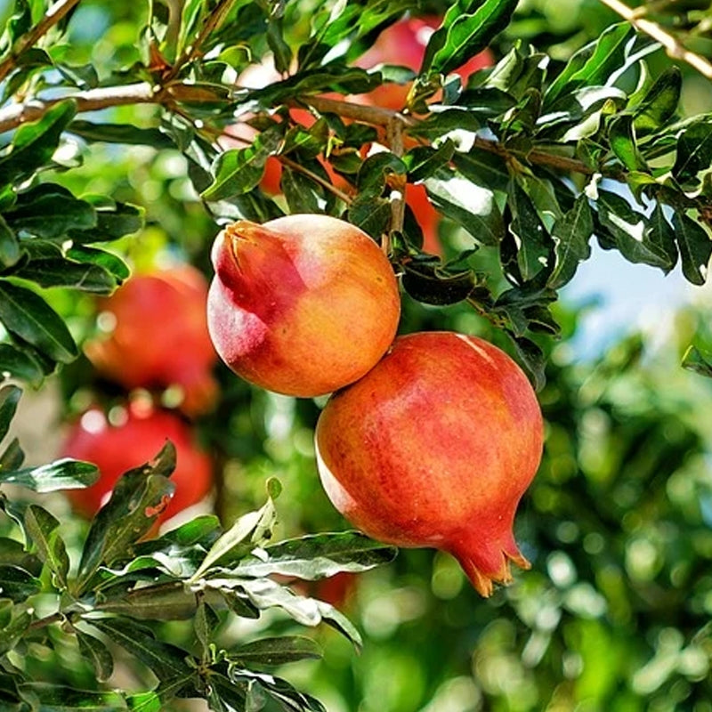 Live Bare Root Pomegranate Tree - Punica granatum - Home Orchard, Garden, or Patio Container Plant for Fruit & Beauty