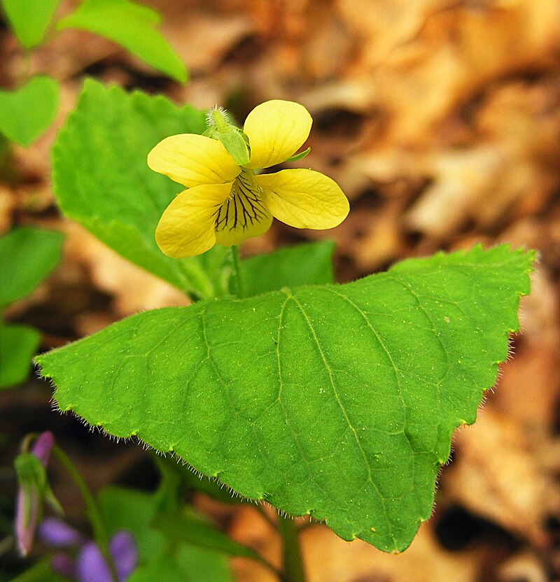 5 Bare-Root Yellow Violet Plants | Viola rotundifolia | Native Shade Perennial | Early Spring Bloomer | Woodland Wildflower