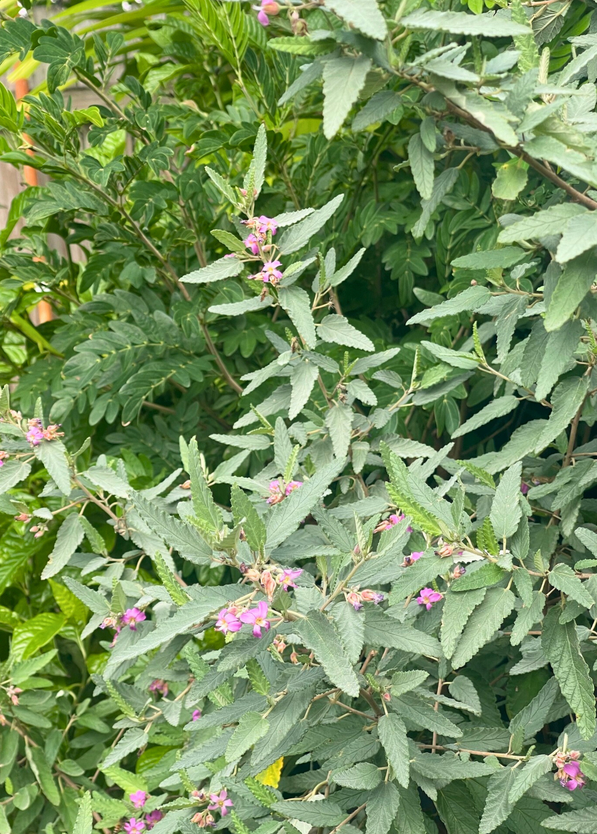 Florida Native Tea Bush Plant - Pollinator Magnet, Velvety Leaves, Herbal Tea - Melochia tomentosa
