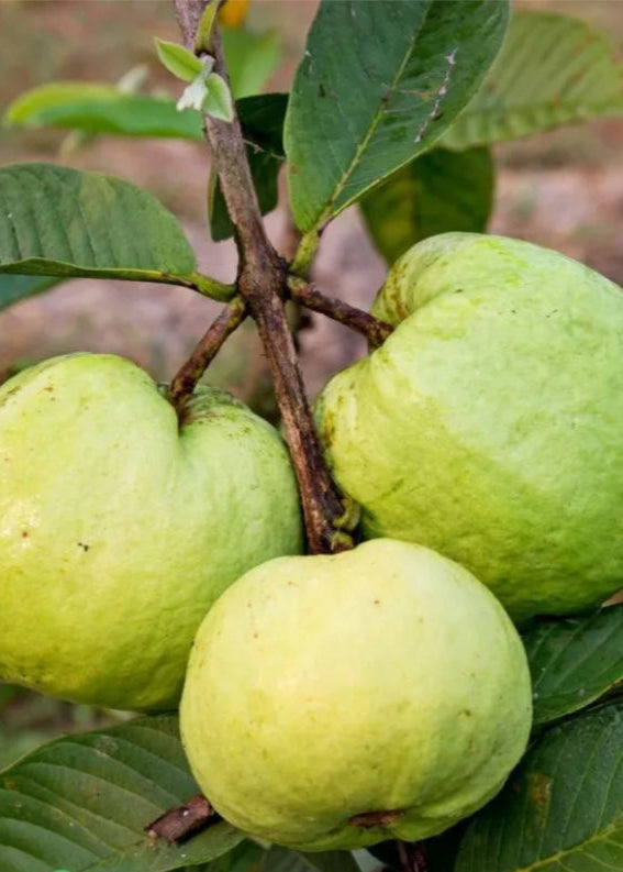 Guava Tree 'Thai White' - Tropical Fruit Plant with Crisp White Flesh, Psidium guajava, Ideal for Warm Climates