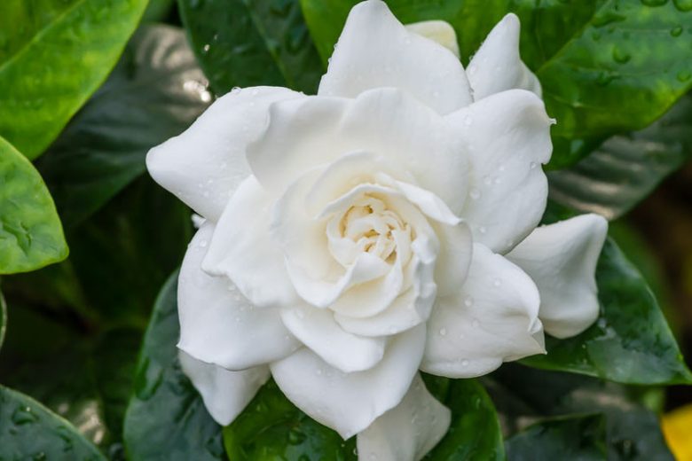 8 Gardenia Cuttings | Unrooted Stems | Fragrant White Flowers | Gardenia jasminoides | Perfect for Pots & Borders