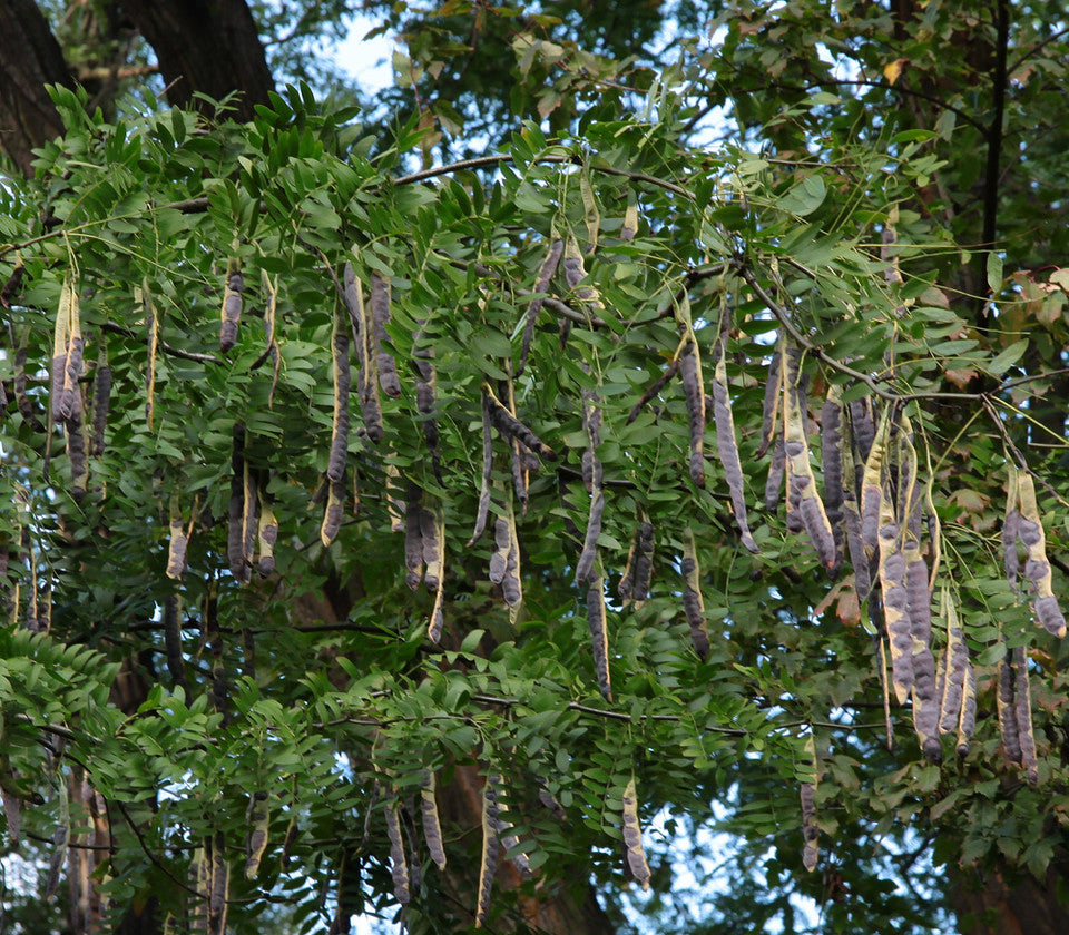 Chinese Honeylocust Seeds (10 Seeds) - Gleditsia sinensis - Hardy Ornamental Tree, Drought Tolerant, Wildlife Friendly