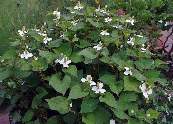 Lot of 10 Chameleon Plants, Variegated Fish Mint, Houttuynia Cordata, Live Asian Herb for Garden & Groundcover
