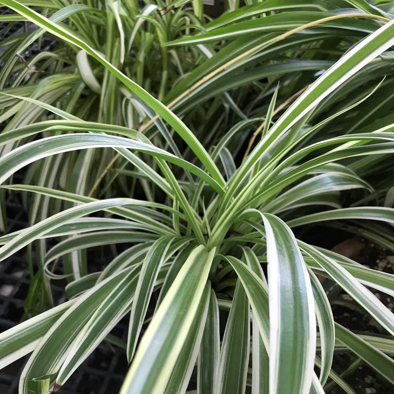 2 Spider Plant Cuttings – Reverse Variegated – Chlorophytum comosum – Live Indoor Houseplant Stems for Pots & Hanging Baskets
