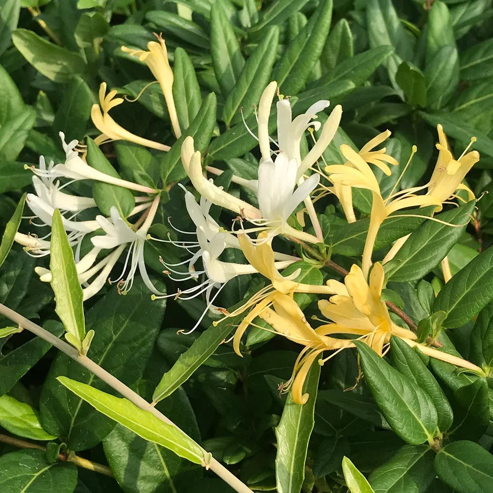 Japanese Honeysuckle Live Plant - Rooted Lonicera japonica Vine, Fast-Growing, Fragrant Flowers for Ground Cover or Trellis