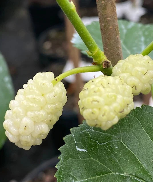 2 Bareroot White Mulberry Trees (Morus alba) 1-2ft | Fast Growing Edible Berries | Hardy Shade Plants for Landscaping