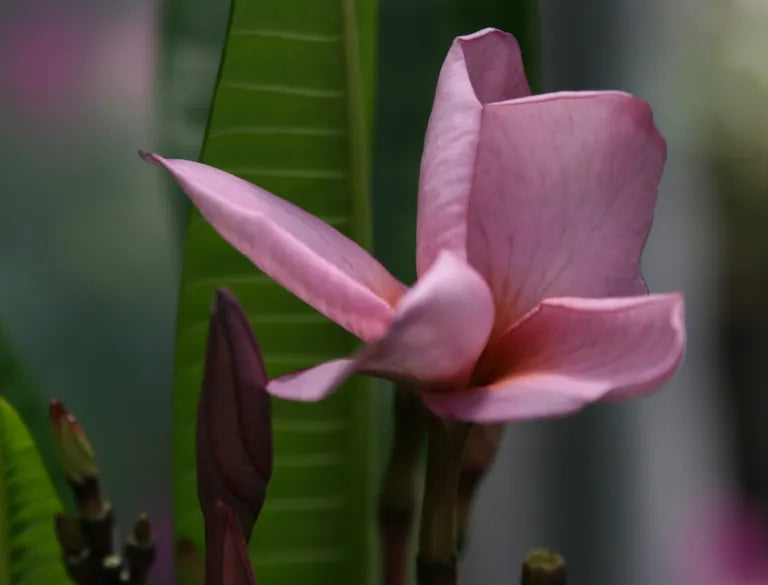 Purple Plumeria Live Plant in 3" Pot | Rare Purple Flowering Frangipani | Rooted from Seed | Tropical Plant