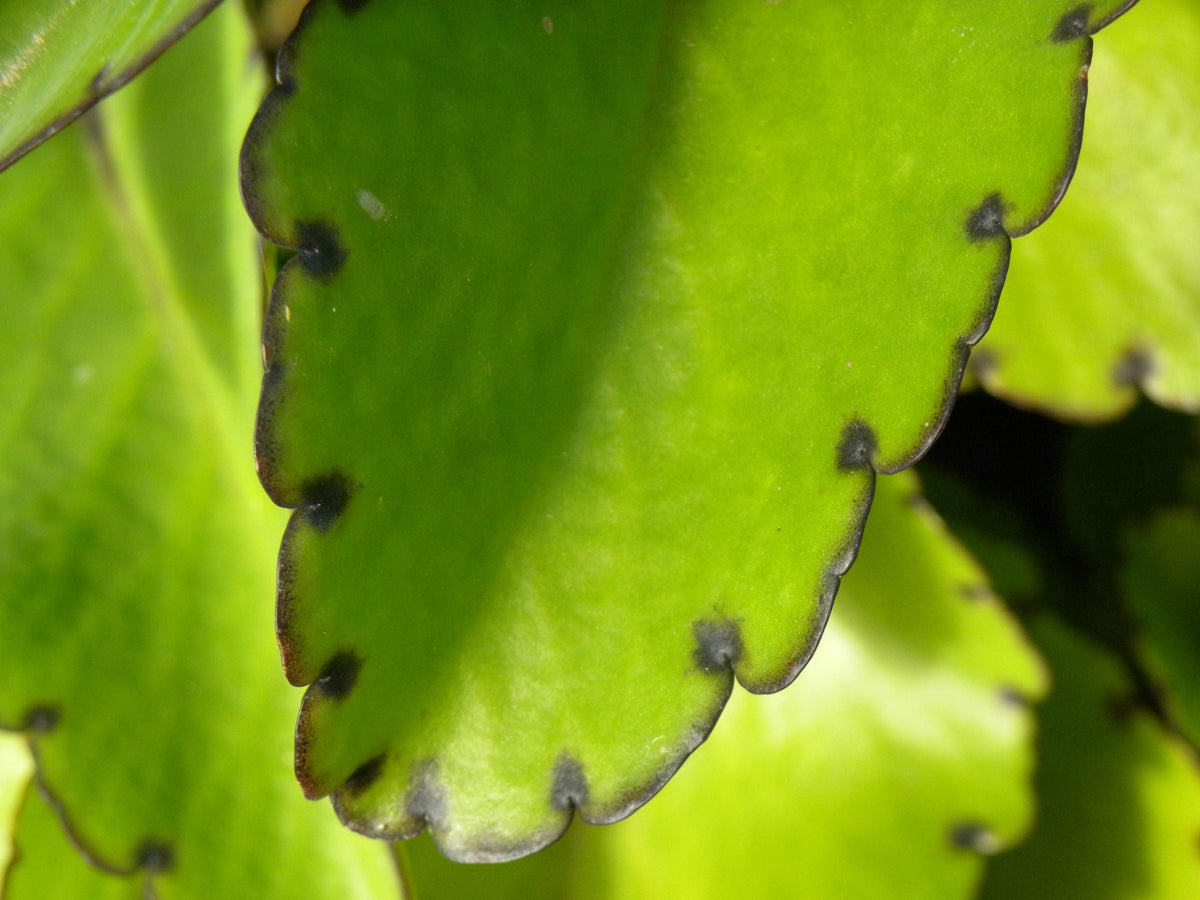 Live Kalanchoe Pinnata Plant – 2" Organic Starter, Leaf of Life, Miracle Leaf, Wonder of the World - Healing Succulent for Indoor Garden
