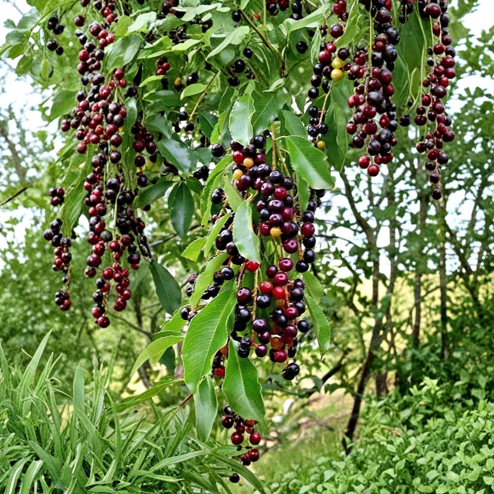 Wild Black Cherry Tree Live Plant | 2 Ft Tall Bare Root | Prunus serotina | Fast Growing Native Fruit Tree | Wildlife Friendly