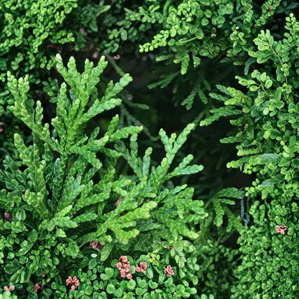 Emerald Green Arborvitae Starter Plants 30 Pack Bare Root Thuja occidentalis ‘Smaragd’ Evergreen Privacy Hedge Trees