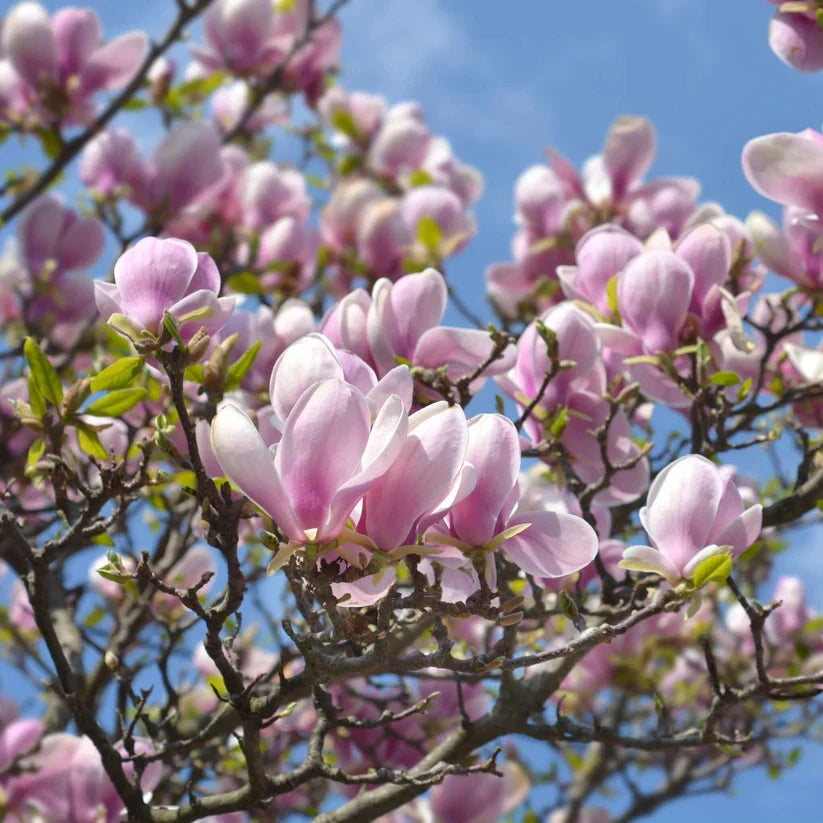 10 Unrooted Pink Saucer Magnolia Cuttings β Magnolia Γ soulangeana, Fragrant Blooms for Propagation, Spring Garden Starter
