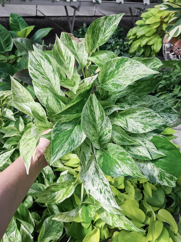 Marble Queen Pothos Cutting โ Live Variegated Indoor Plant | Easy-Care Epipremnum Aureum | Rooted Houseplant Decor