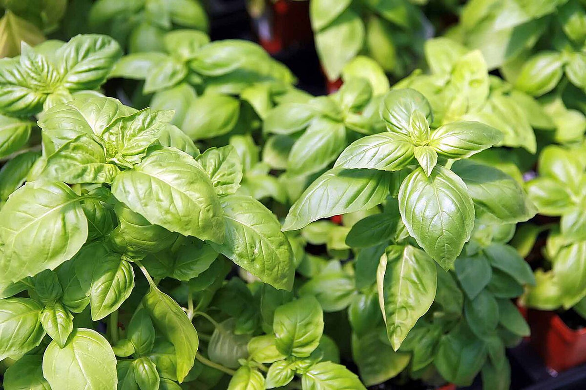 2 Live ‘Húng Trắng’ Basil Plants | 6–8” Bareroot | White Vietnamese Basil | Ocimum Basilicum | Aromatic Culinary Herb