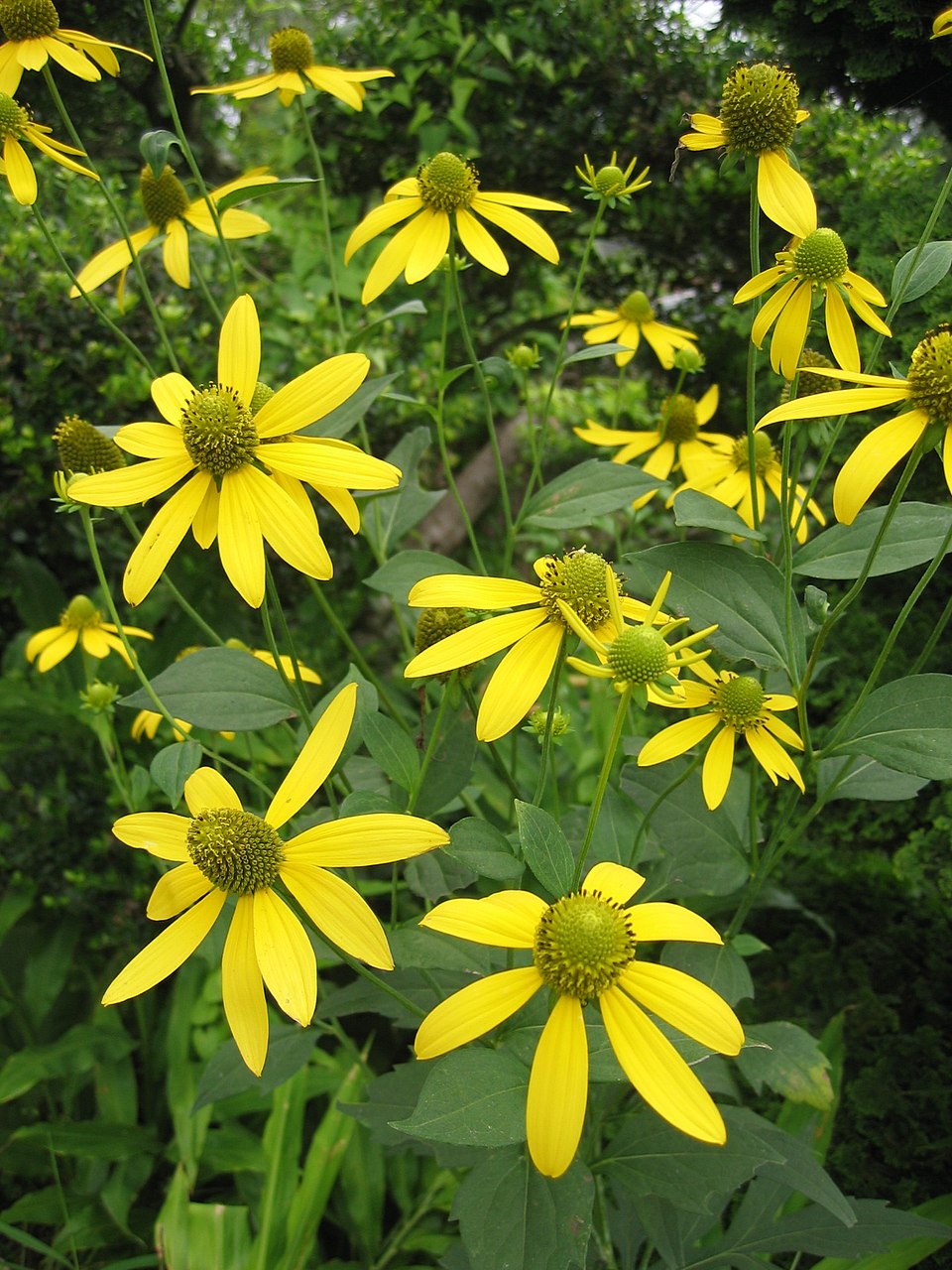 Cutleaf Coneflower Seeds - Rudbeckia laciniata ampla - Native Wildflower for Pollinator Gardens - 50 Seeds