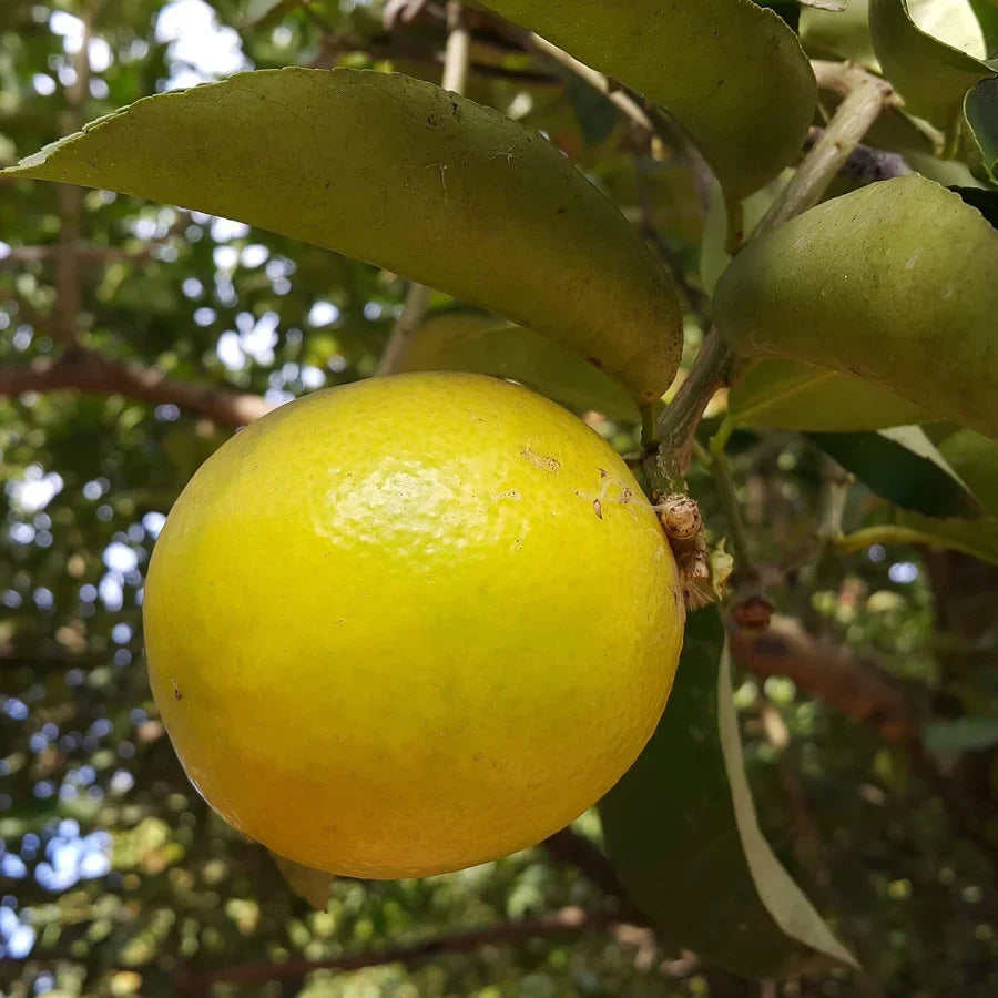Palestine Sweet Lemon Cuttings 6-8 Inch Unrooted Citrus limetta for Rooting or Grafting - Organic Sweet Citrus Variety