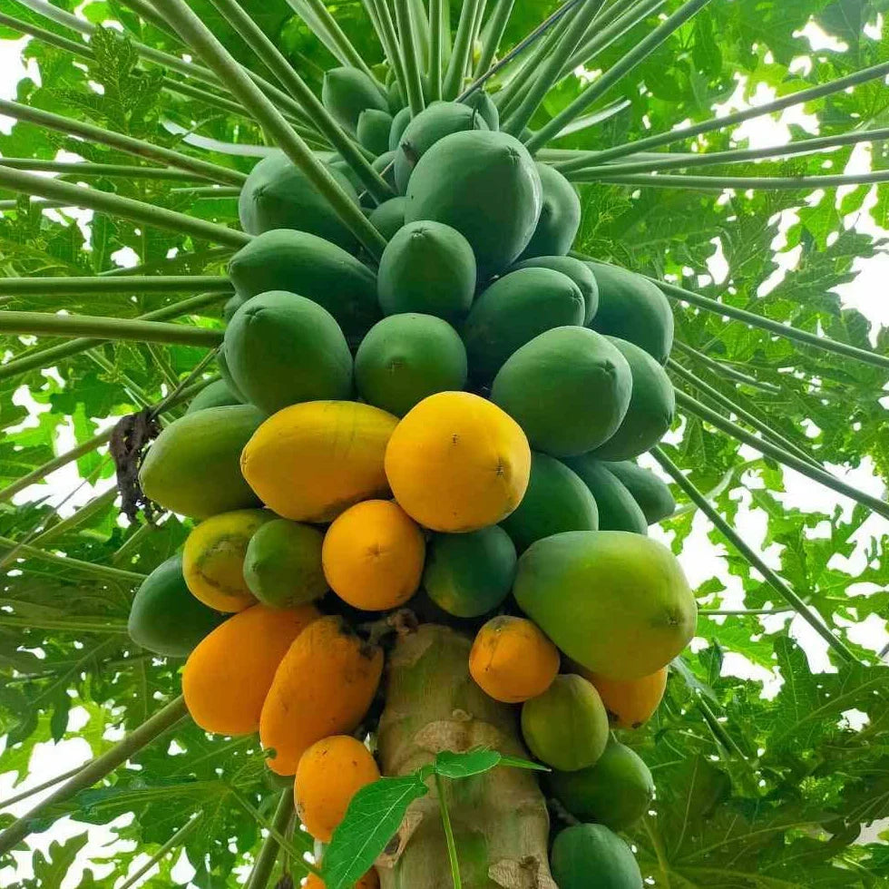 Dwarf Papaya Plant - Live Starter Plant - Red Lady Variety - Carica papaya ‘Red Lady’ - Self-Fertile Tropical Fruit Tree