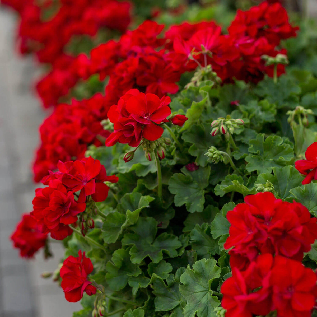 Double Red Geranium Cuttings | 4 Unrooted Pelargonium Starts | Non-GMO Garden Plants for Containers & Baskets