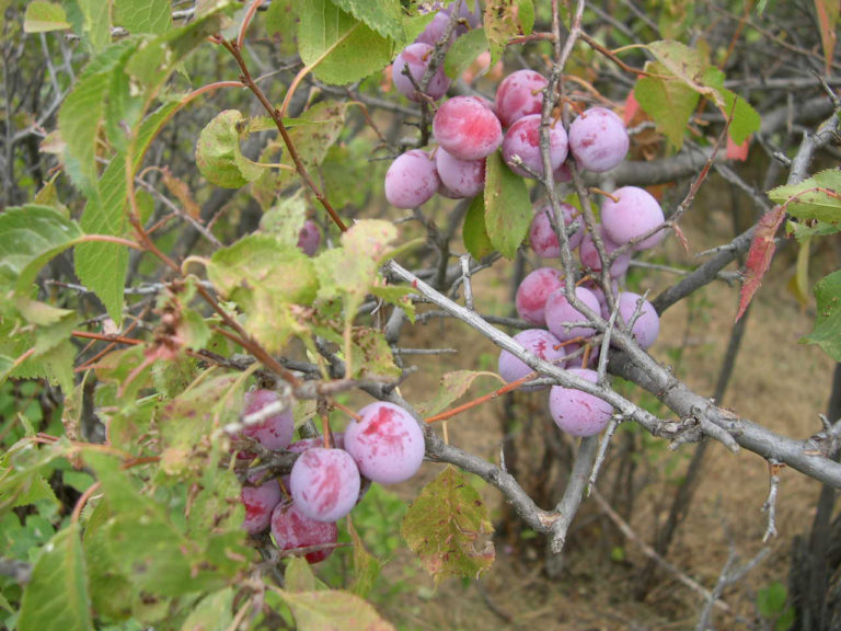 Wild Plum Cuttings Set of 12 Unrooted Prunus Americana Edible Hardy Fruit Tree Starter for Planting and Propagation