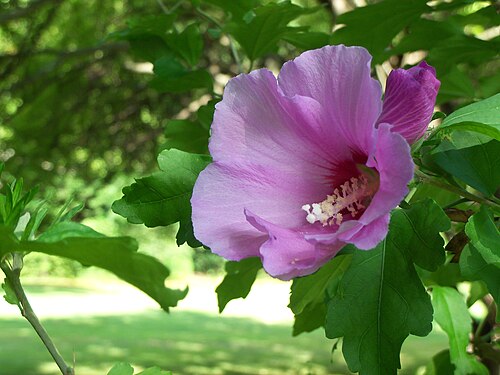 5 Bare Root Rose of Sharon Plants | Hibiscus syriacus | Hardy Perennial Flowering Shrubs | Live Garden Plants