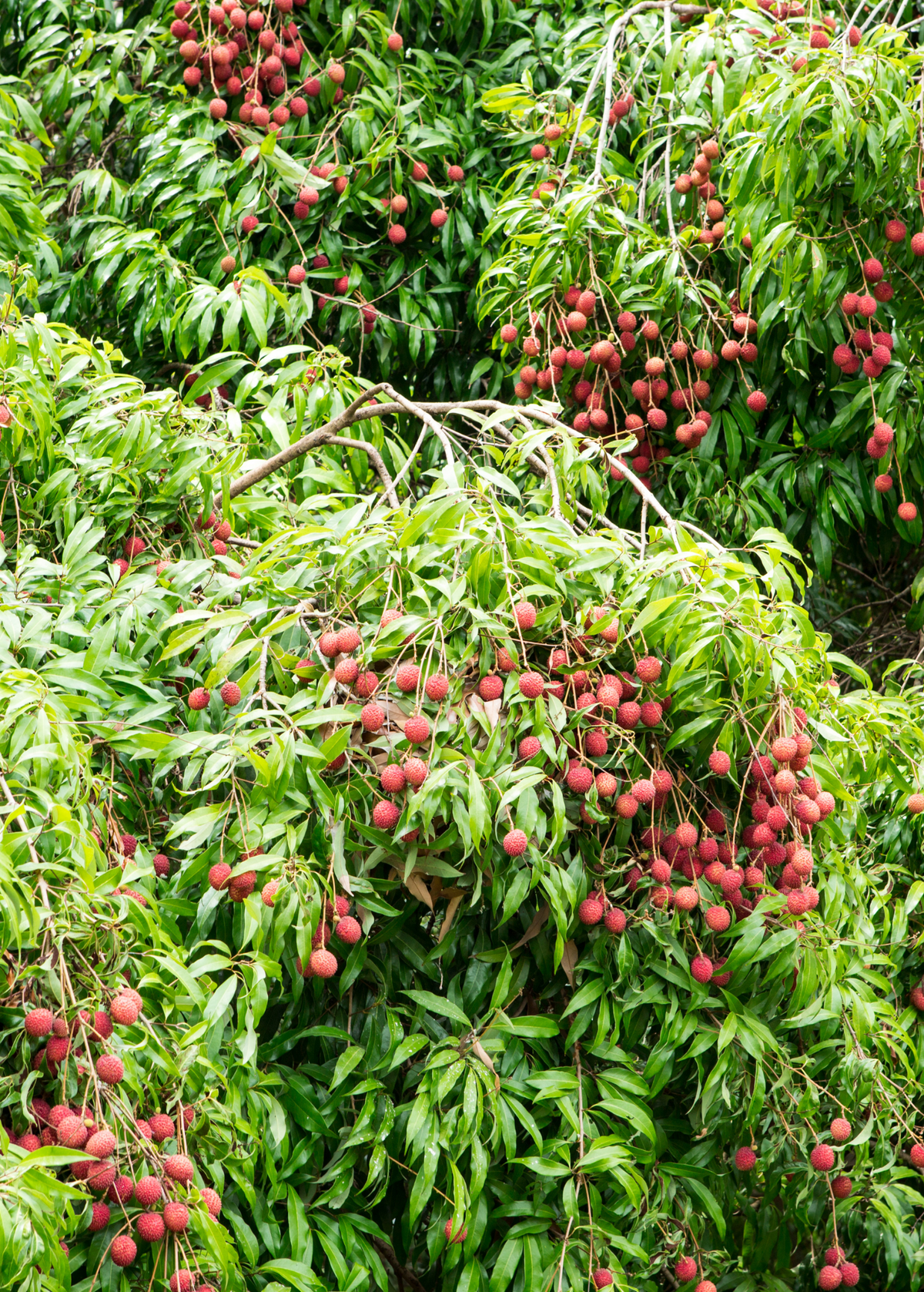 Brewster Lychee Tree - Tropical Fruit, Purple-Red Skin, Sweet Flavor - Litchi chinensis