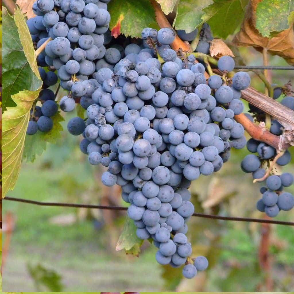 5pcs Unrooted Thomcord Grape Cuttings, Sweet Seedless Table Grapes, Vitis vinifera Hybrid, Easy to Grow, Home Garden Propagation
