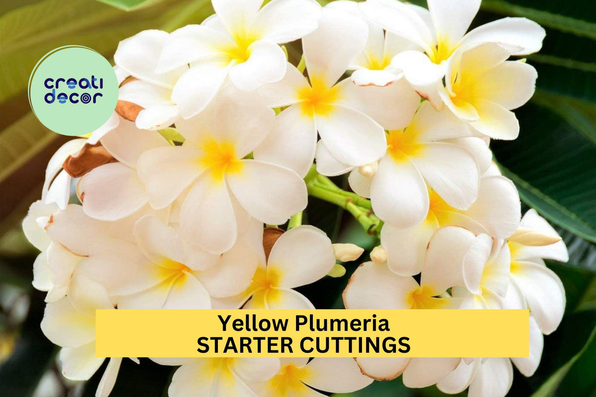 Yellow Plumeria Cutting 10" Unrooted Single Head - Plumeria rubra - Tropical Fragrant Blooms for Garden or Pot