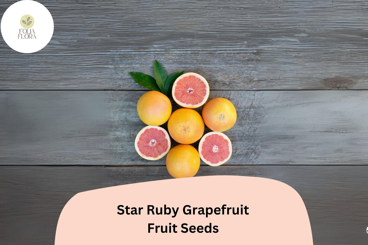 Star Ruby Grapefruit Seeds - Juicy Deep Red Citrus Fruit - Citrus paradisi ‘Star Ruby’ - High-Yield, Disease-Resistant Variety