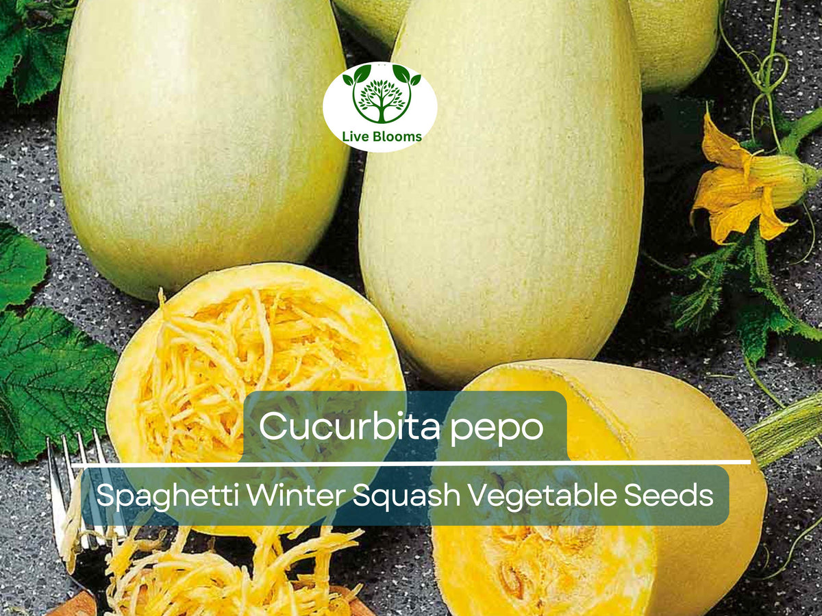 1000 mg Spaghetti Winter Squash Seeds | Cucurbita pepo | Heirloom Vegetable for Home Gardening & Healthy Low-Carb Pasta Alternative