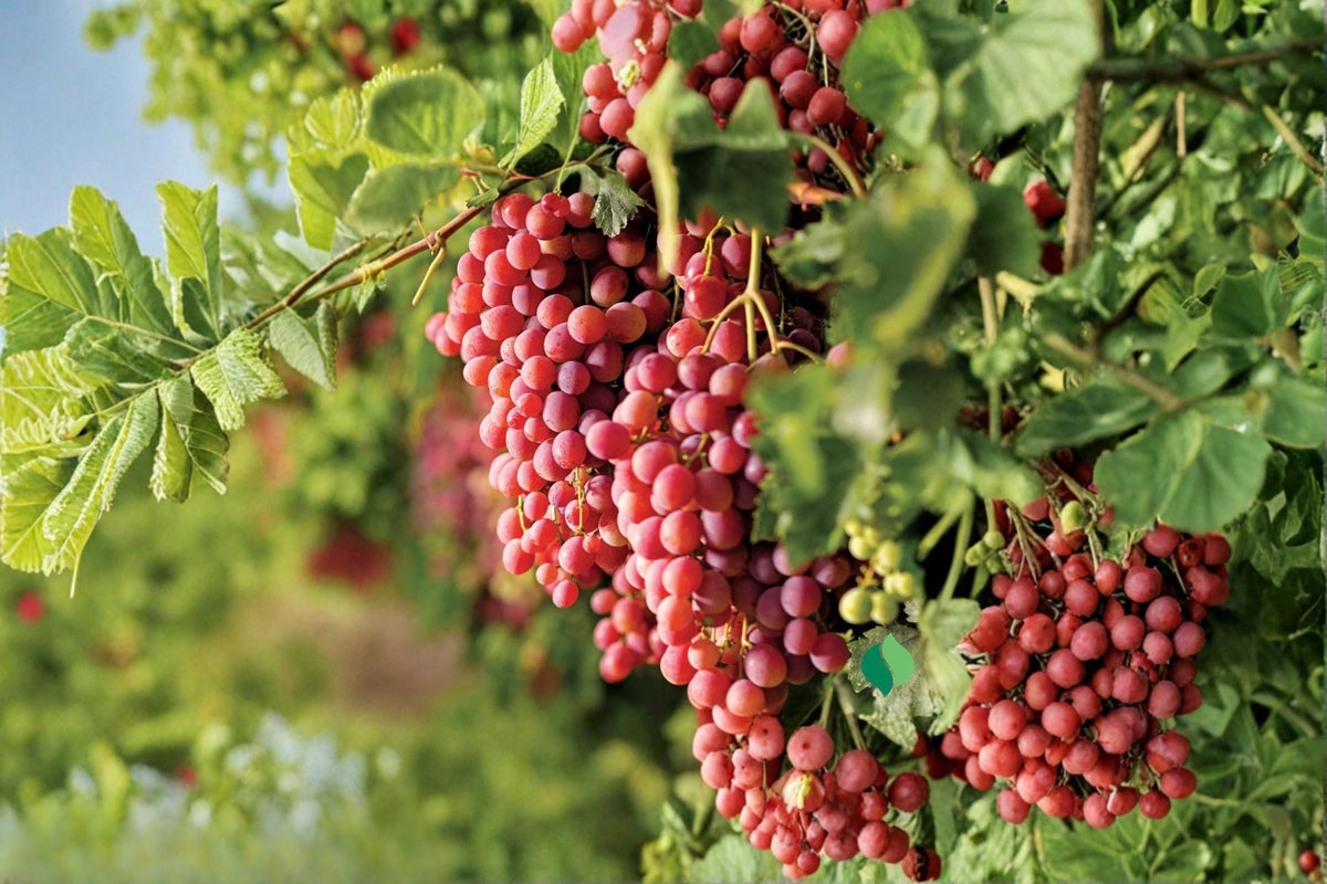 Suok Grape Live Plant 1-2 FT Sweet Table Grape Vine Vitis vinifera for Garden & Vineyard