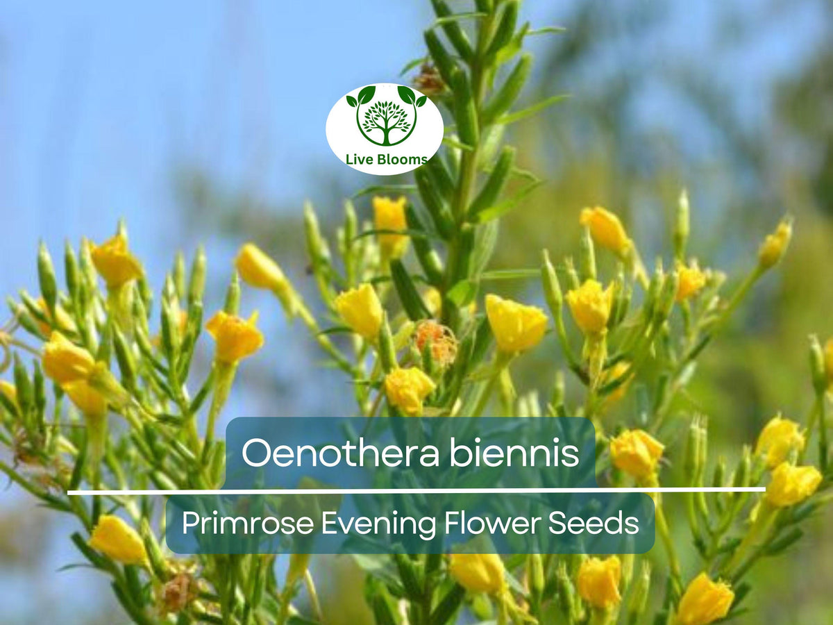 200 Seeds Primrose Evening Wildflower - Oenothera biennis, Hardy Perennial, Attracts Pollinators, Easy to Grow for Garden