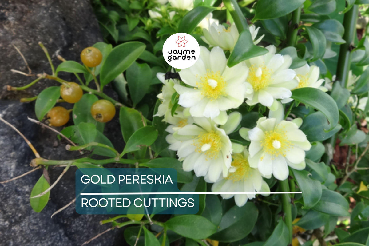 Flowering Gold Pereskia Cactus Vine Succulent Plant - 4" Live Rooted Cutting - Pereskia aculeata, Edible Fruits