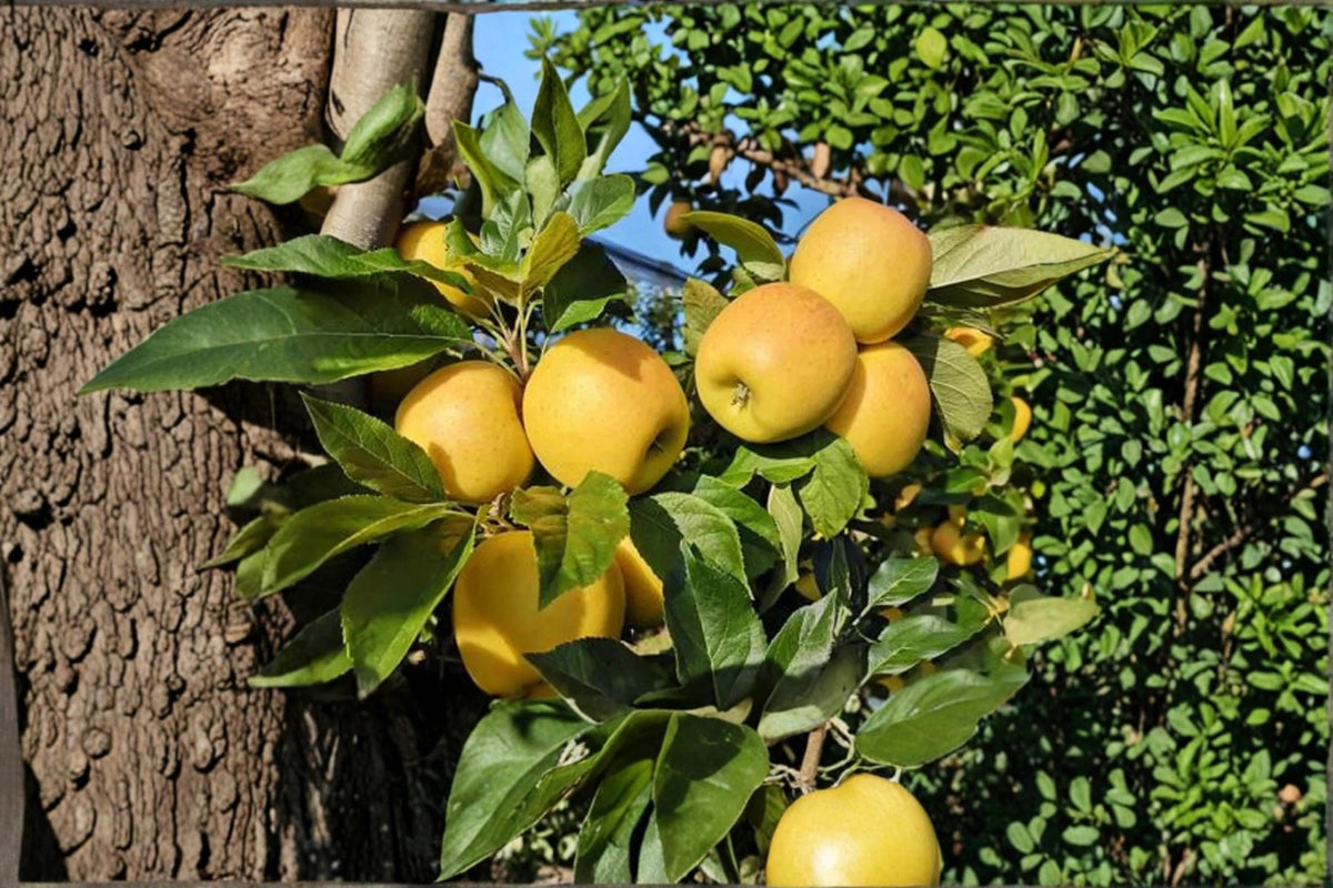 Opal Apple Seeds - 5 Pack - Malus domestica 'Opal' - Deciduous Fruit Tree for Home Gardens and Orchards